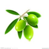 Olive Leaf Extrcts